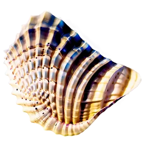 Seashell Silhouette Clipart PNG Nxw