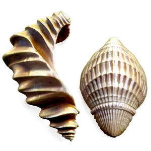 Seashell Silhouette Png 78 PNG image