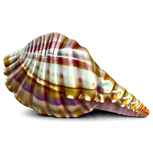 Seashell Silhouette Png Qja PNG image
