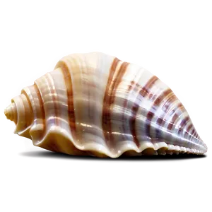 Seashell Silhouette Png Xme PNG image