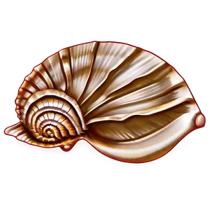 Seashell Sketches PNG Qcf PNG