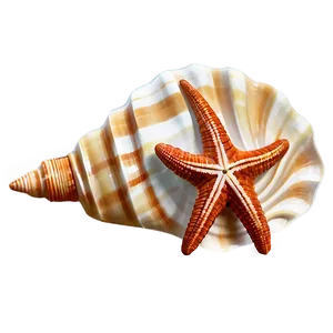 Seashell Souvenir Picture PNG 25 PNG