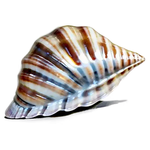 Seashell Splendor PNG 77 PNG