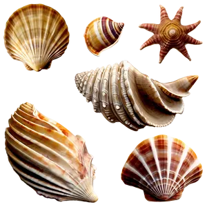 Seashell Summer Decor PNG 05242024