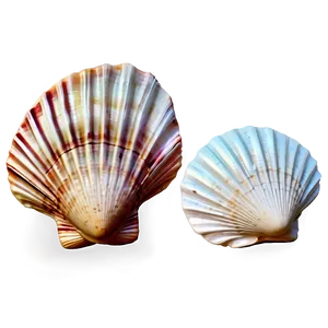 Seashell Summer PNG 06132024 PNG