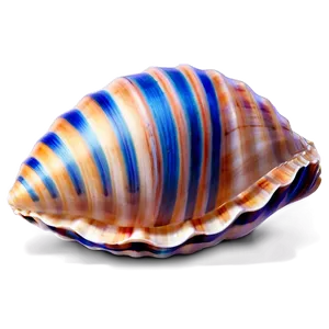 Seashell Summer PNG 06132024 PNG