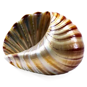 Seashell Transparent Background PNG 05242024