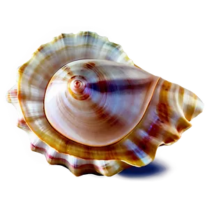 Seashell Transparent Background PNG 05242024