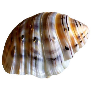 Seashell Transparent Background PNG Imv