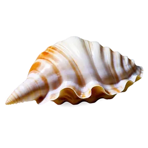 Seashell Underwater Picture PNG Mum88 PNG