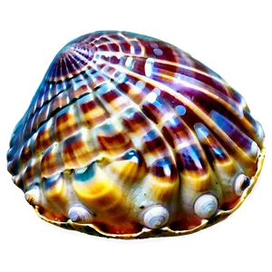 Seashell Underwater Picture PNG Wbw PNG