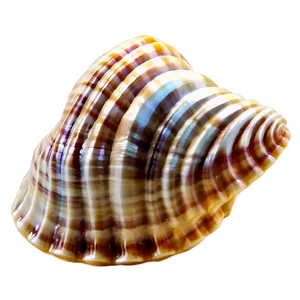 Seashell Underwater Picture PNG Xfw93 PNG