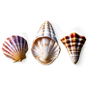 Seashell Variety Png Piv PNG image