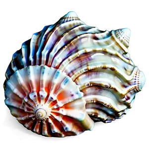 Seashell With Coral PNG 05242024