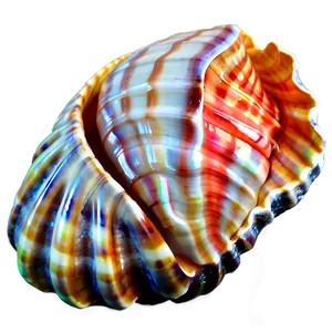 Seashell With Coral PNG 60