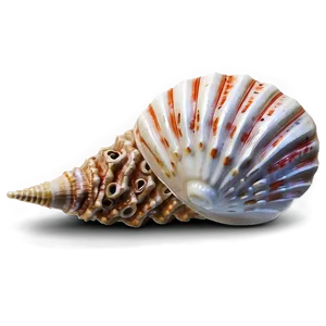 Seashell With Coral PNG Cvg