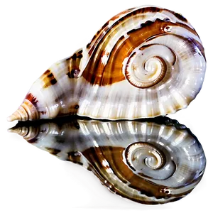 Seashell With Reflection Png 05212024 PNG image