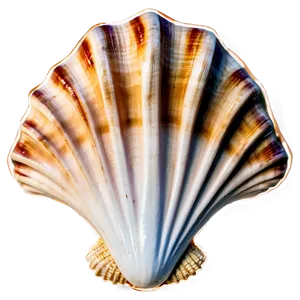 Seashell With Rope Border PNG Cqq96 PNG