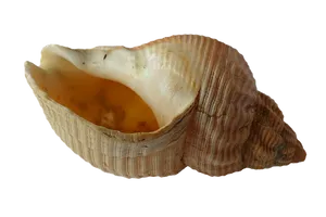 Seashellon Black Background PNG image