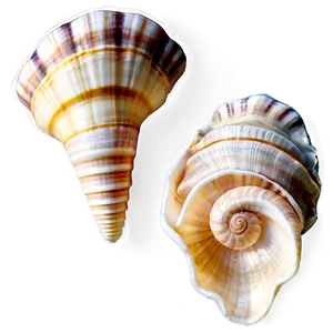 Seashells A PNG image