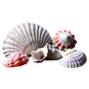 Seashells And Coral PNG Iwy PNG