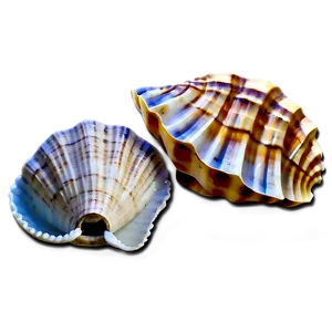 Seashells And Sand PNG 88 PNG