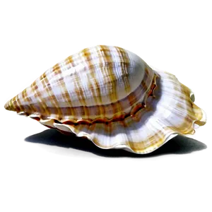 Seashells And Sand PNG Igw90 PNG