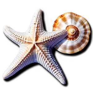 Seashells And Starfish Png 85 PNG image