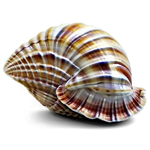 Seashells B PNG image