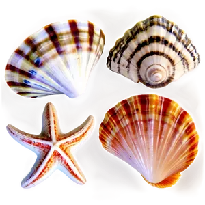 Seashells Background PNG 40 PNG