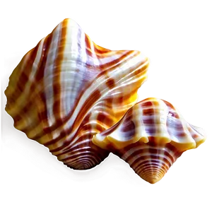 Seashells Background PNG 48 PNG