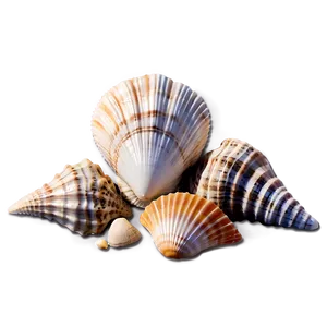 Seashells Background PNG 63
