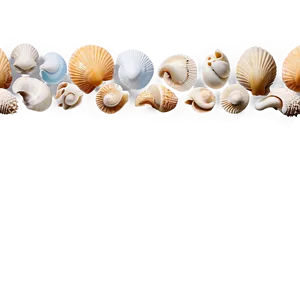 Seashells Borders Png Uxo PNG image