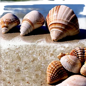 Seashells By The Shore PNG 06132024 PNG