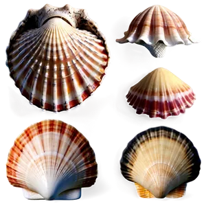 Seashells Collection Png Abh PNG image