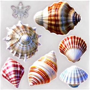 Seashells Collection Png Toe PNG image