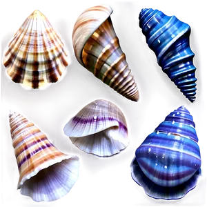 Seashells D PNG image