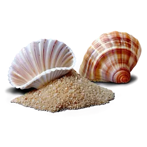 Seashells On Beach Sand Png Vfm PNG image