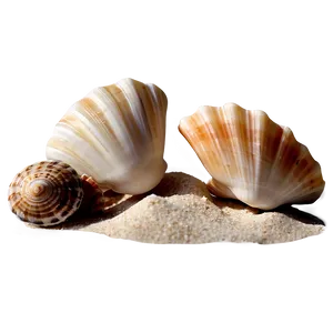 Seashells On Sandy Beach Png 85 PNG image