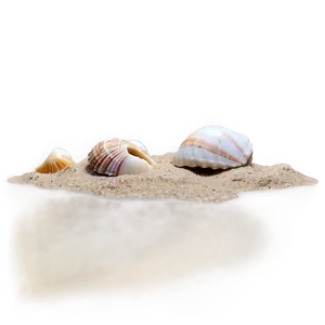 Seashells On Sandy Beach PNG Jxe34 PNG