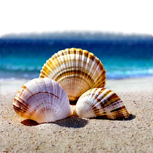 Seashells On The Beach PNG Txi48 PNG