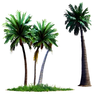 Seaside Palms View PNG Ast PNG