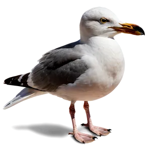 Seaside Seagull Png 05242024 PNG image