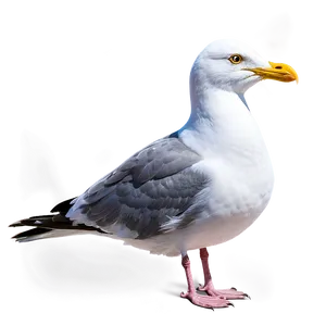 Seaside Seagull Png Ard30 PNG image