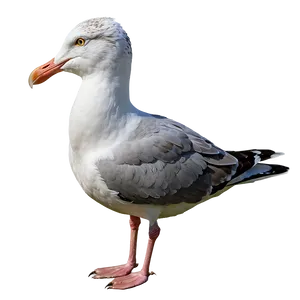 Seaside Seagull Png Mko PNG image