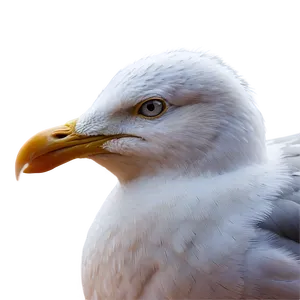 Seaside Seagull Png Usn PNG image