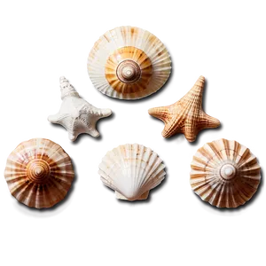 Seaside Shell Collection Png 52 PNG image