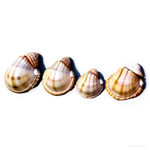 Seaside Shell Collection Png 85 PNG image
