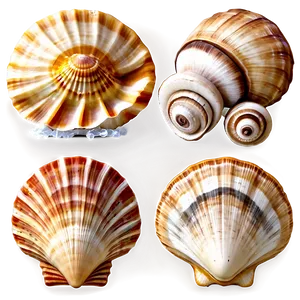 Seaside Shell Collection Png Kpb PNG image