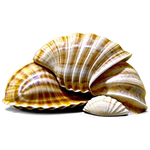 Seaside Shell Collection Png Tcq PNG image